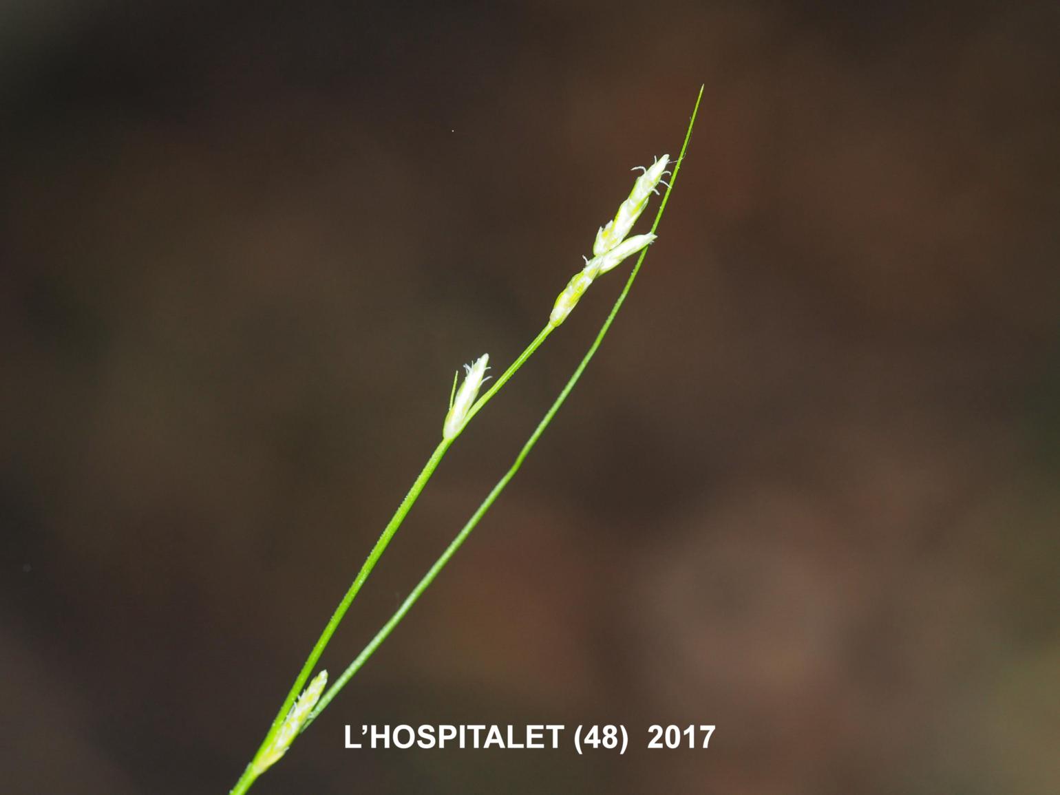 Sedge, Remote-spiked
